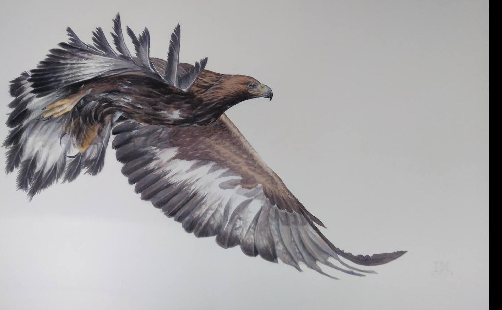 Águila Real volando. Acuarela de gran formato. (160x105 cm.)