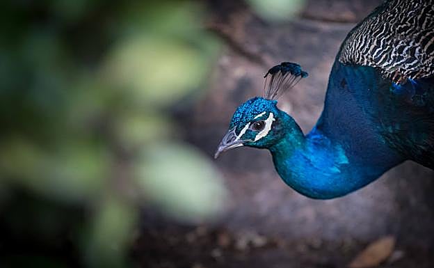 Los colores de los machos son espectaculares.