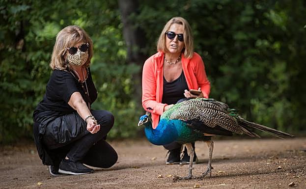 Dos mujeres observan de cerca a uno de los pavos reales macho que hay en el Carmen. 