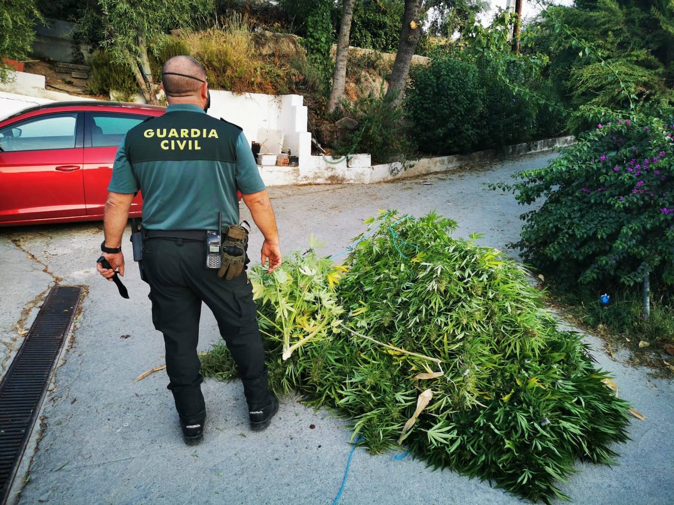 La Guardia Civil desarticula cuatro plantaciones de marihuana en Lupión, Mengíbar, Jaén y Torredelcampo 