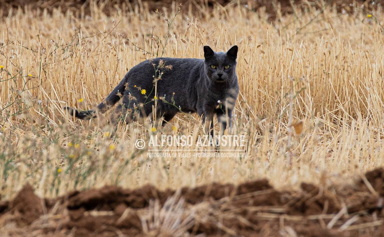 El gato que quiso ser pantera en Granada.