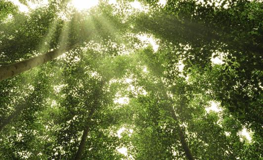 Los chopos, por su crecimiento rápido, absorben grandes cantidades de CO2.