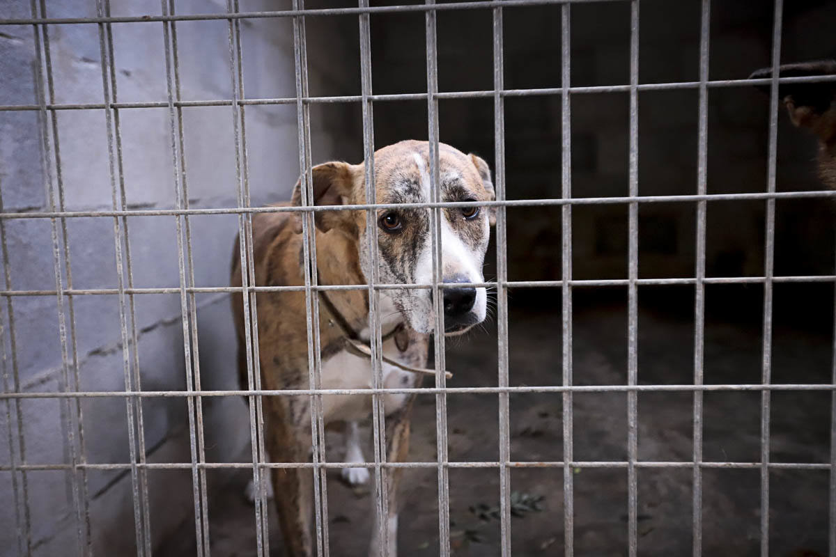 Recuperan mascotas maltratadas rescatadas por el Seprona y ningún amigo de cuatro patas abandona el centro sin una familia