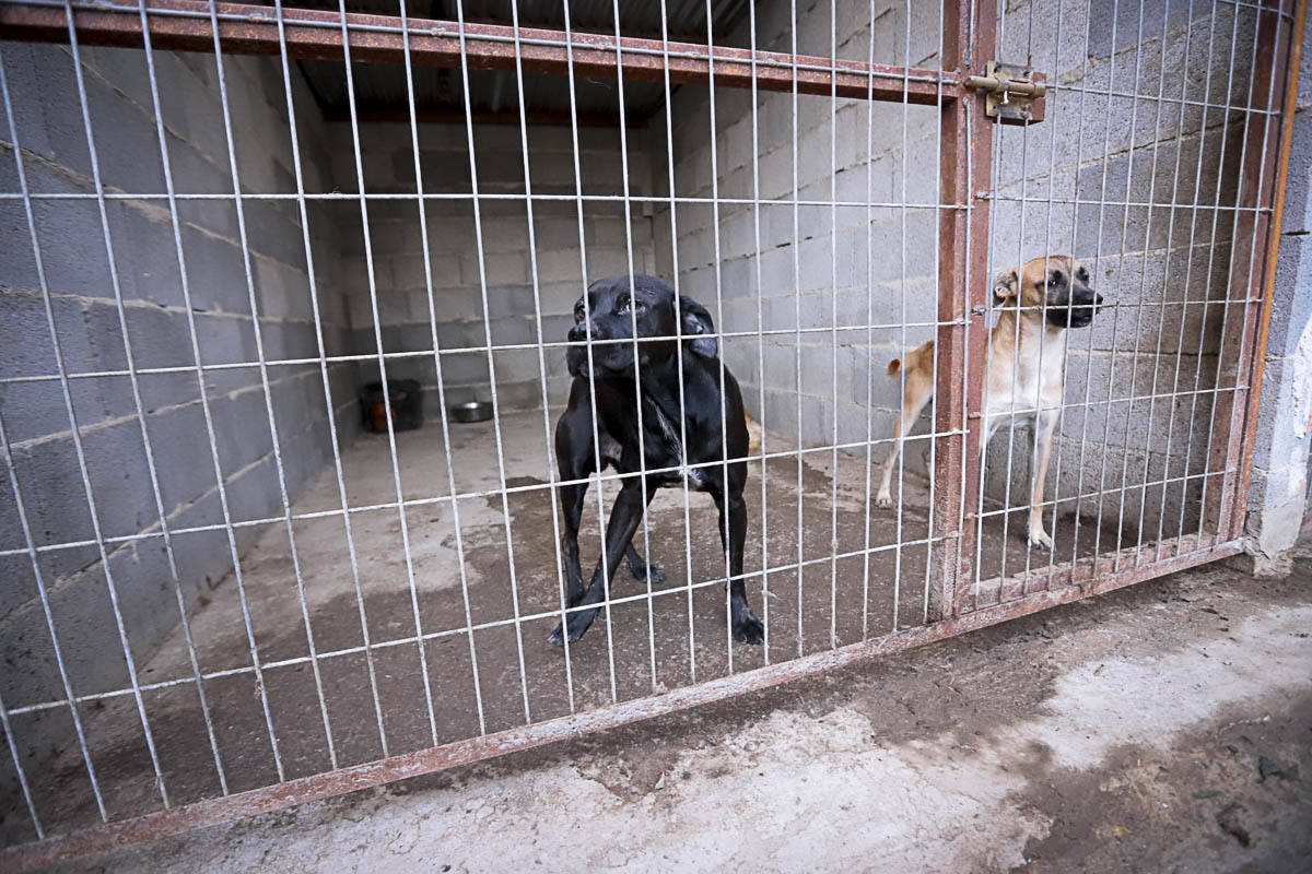 Recuperan mascotas maltratadas rescatadas por el Seprona y ningún amigo de cuatro patas abandona el centro sin una familia