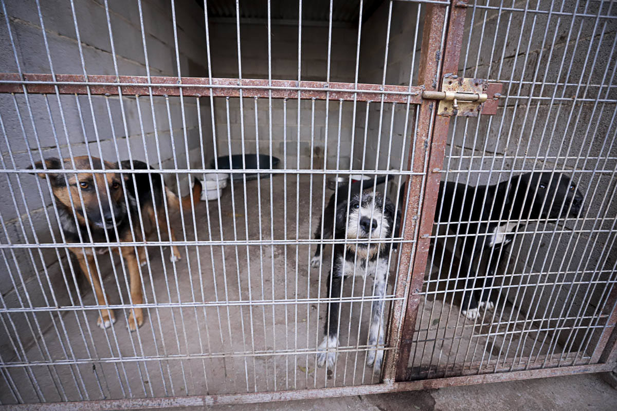 Recuperan mascotas maltratadas rescatadas por el Seprona y ningún amigo de cuatro patas abandona el centro sin una familia