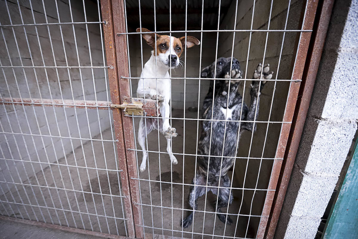 Recuperan mascotas maltratadas rescatadas por el Seprona y ningún amigo de cuatro patas abandona el centro sin una familia