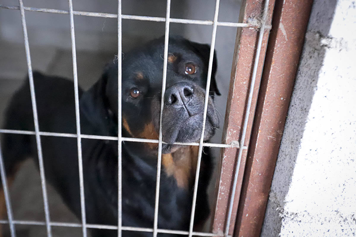 Recuperan mascotas maltratadas rescatadas por el Seprona y ningún amigo de cuatro patas abandona el centro sin una familia