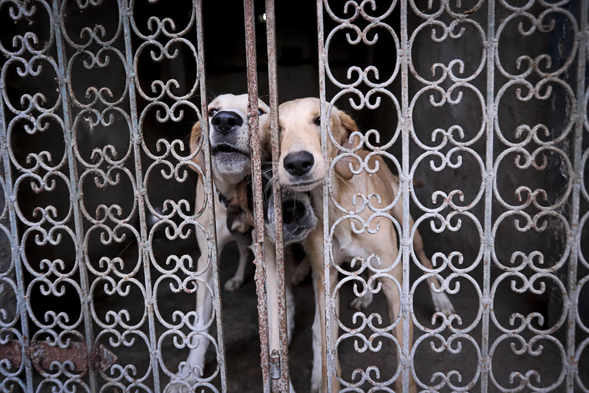 Recuperan mascotas maltratadas rescatadas por el Seprona y ningún amigo de cuatro patas abandona el centro sin una familia