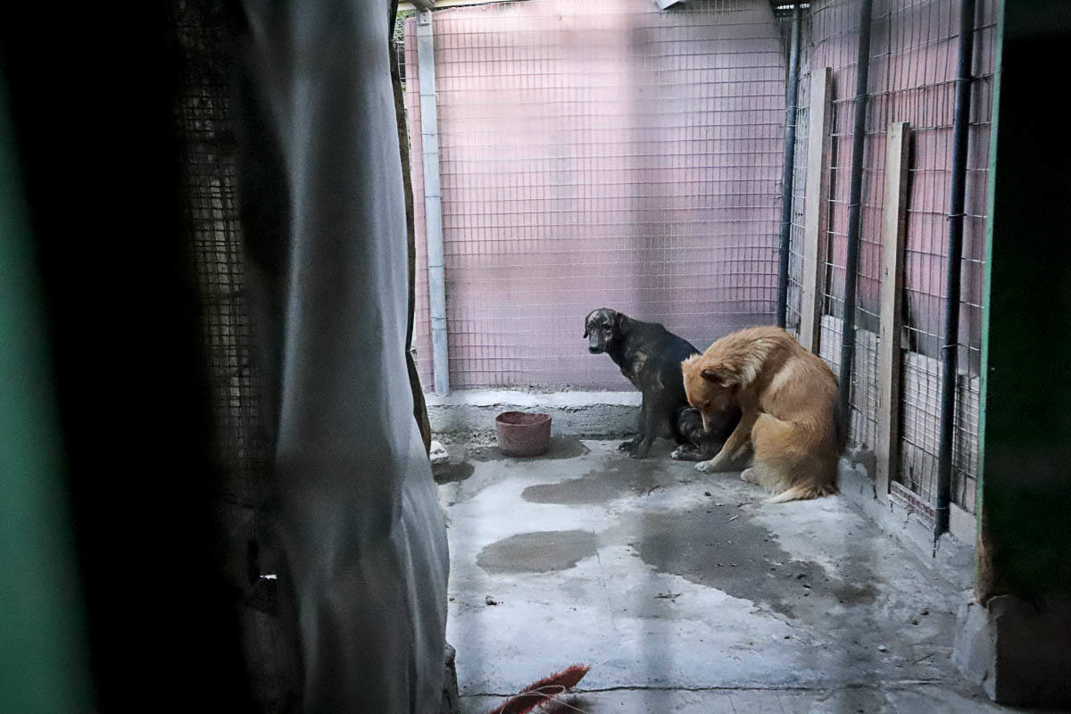 Recuperan mascotas maltratadas rescatadas por el Seprona y ningún amigo de cuatro patas abandona el centro sin una familia