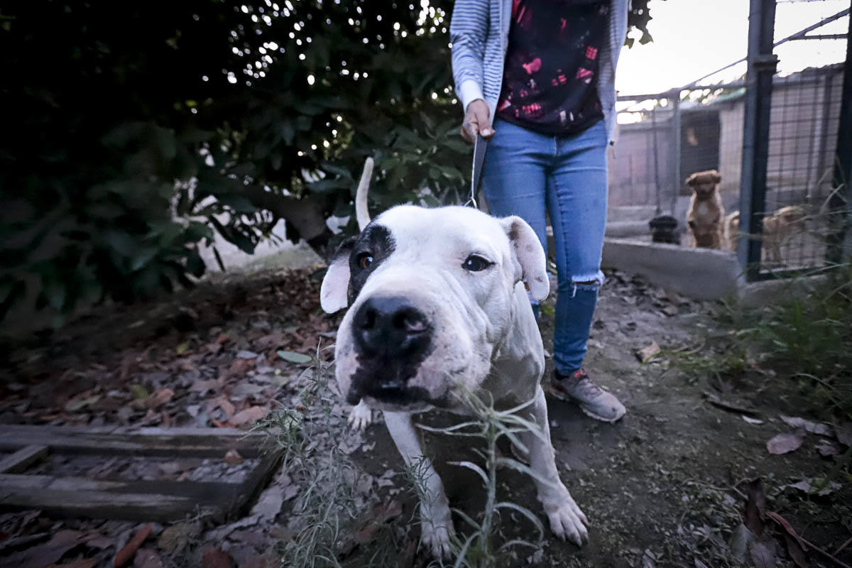 Recuperan mascotas maltratadas rescatadas por el Seprona y ningún amigo de cuatro patas abandona el centro sin una familia