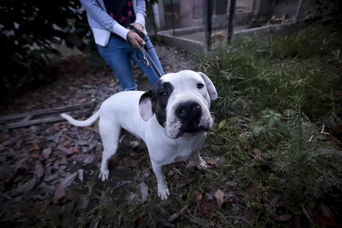 Recuperan mascotas maltratadas rescatadas por el Seprona y ningún amigo de cuatro patas abandona el centro sin una familia