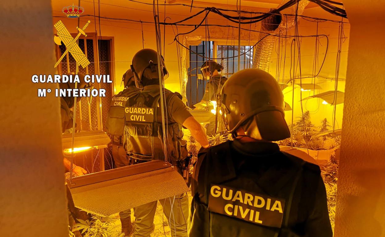 Operación antidroga en Granada | 'Green Planet' termina con 24 detenidos y 28.800 plantas incautadas
