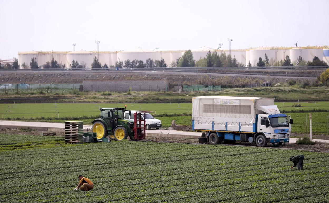 Agricultores trabajan en la Costa de Granada