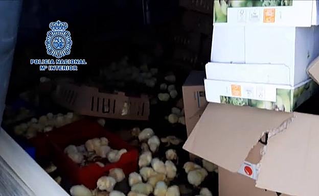 Abandonan 20.000 pollitos en el aeropuerto de Barajas