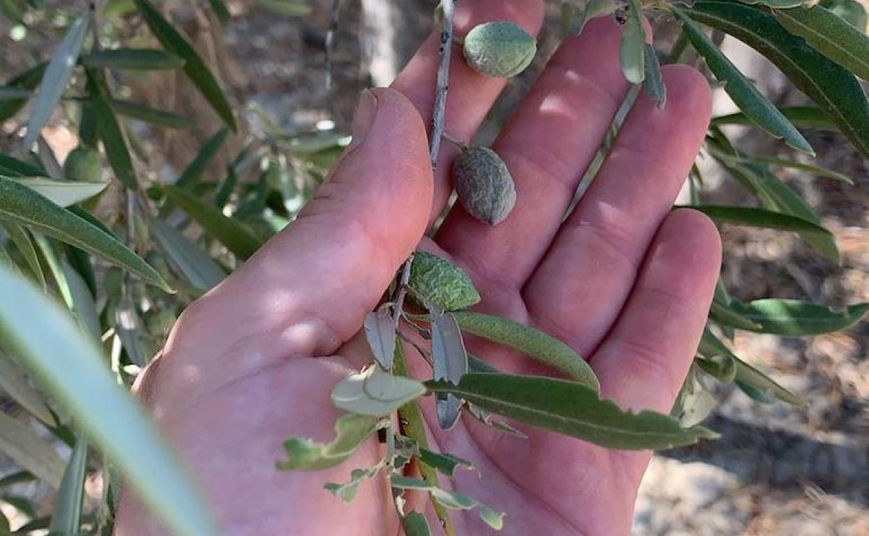 Aspecto del fruto esta semana en un olivar de riego deficitario en Villargordo. 