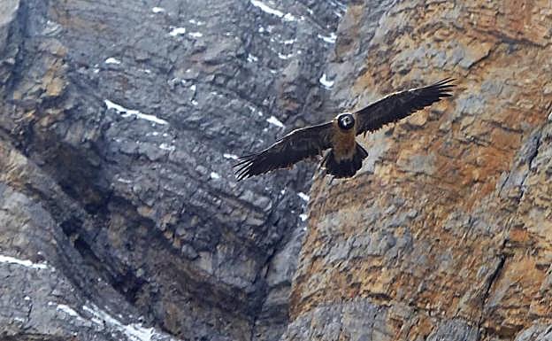 Quebrantahuesos inmaduro en el macizo de los Anapurnas. 