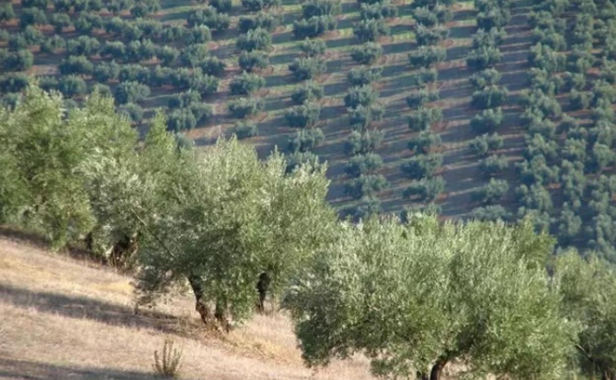 La muerte del temporero se produjo en una finca de olivar. 