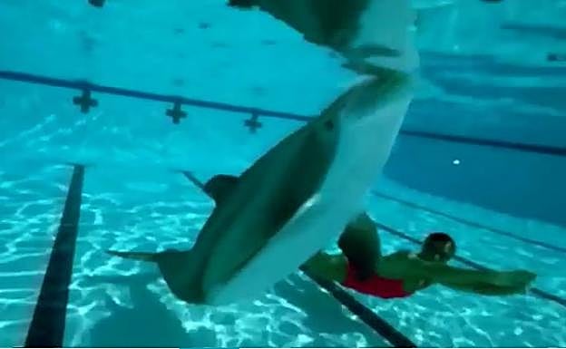 Crean delfines robot para parques y acuarios marinos