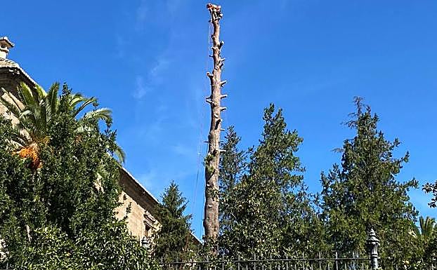 Polémica por la tala de un pino de 25 metros en el recinto del Hospital Real