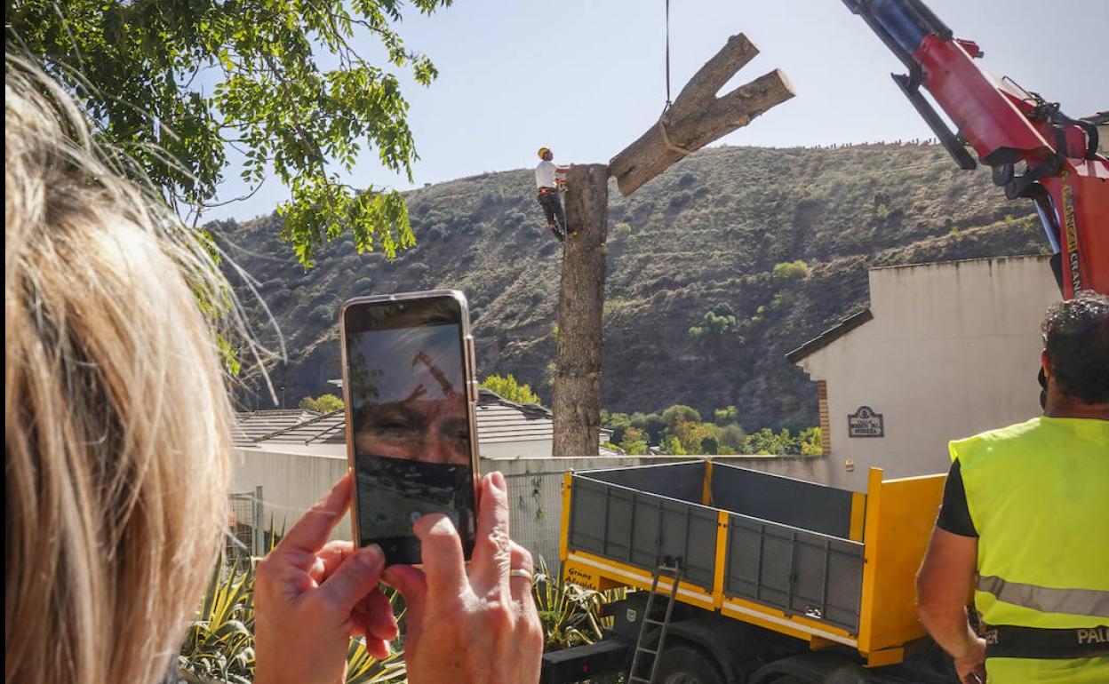 Una vecina toma una foto del árbol, icono de la calle, durante la tala..
