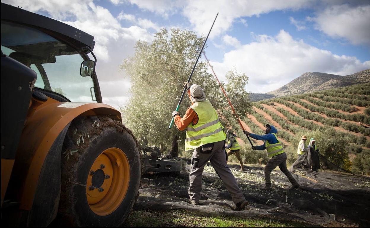 Las ayudas de la nueva PAC dividen a agricultores y organizaciones jienenses