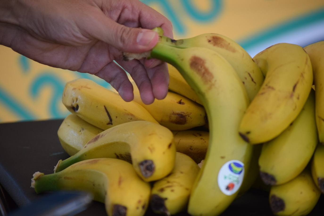 Jesús del Nero, del Gobik, y Clàudia Galícia, del Magamo, vencen en el estreno de la prueba ante Zubero, Mantecón, Gabriel y Roura
