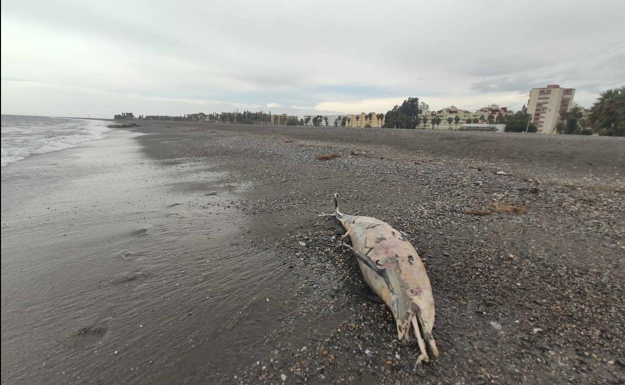 El animal ha aparecido esta mañana en la Playa de Poniente.