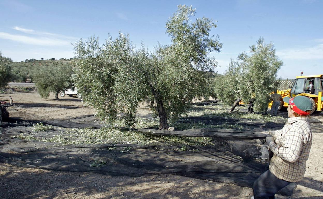 Recogida de la aceituna en Mancha Real.