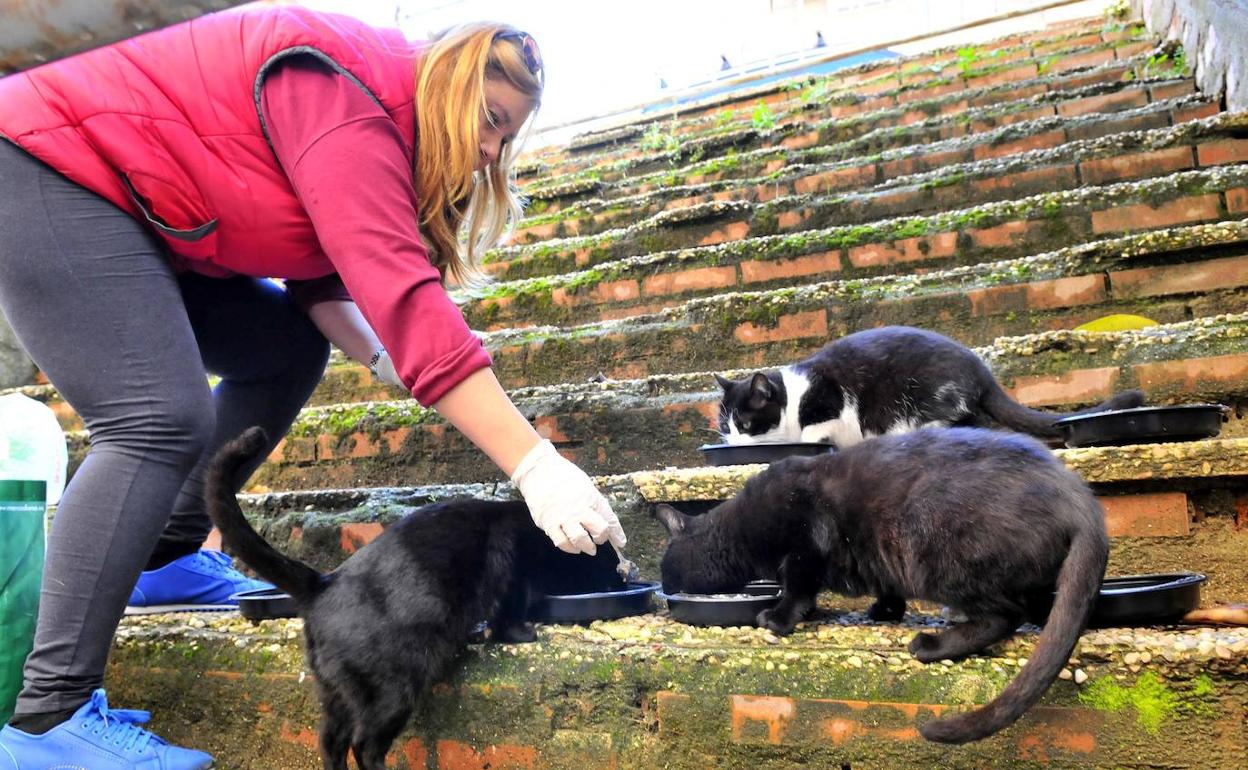 Una cuidadora voluntaria alimenta a su colonia felina, en una fotografía de archivo. 