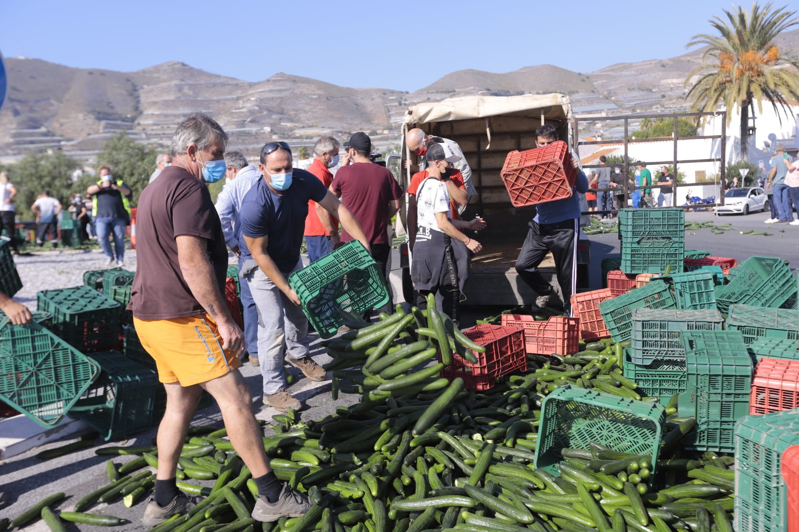 Se quejan de que les compran el kilo a diez céntimos, cuando a ellos les cuesta producirlo entre 35 y 40