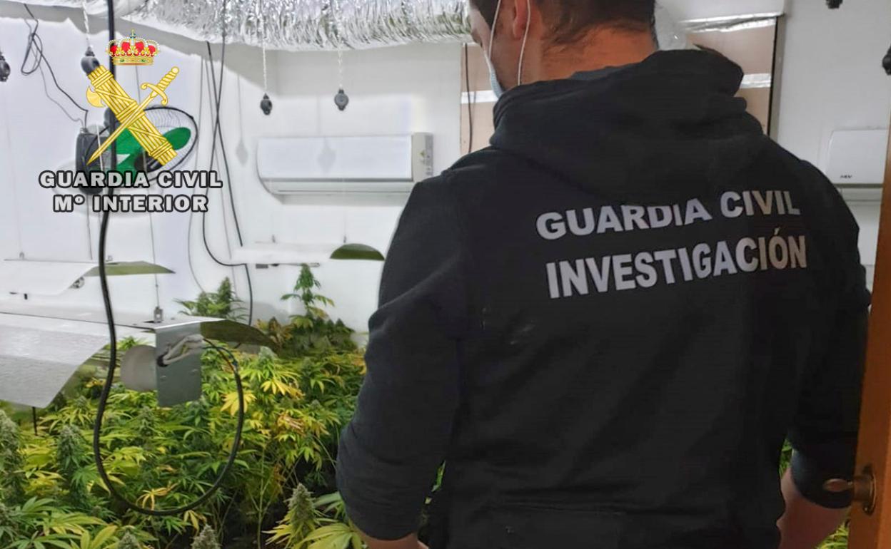 Descubren dos invernaderos caseros de marihuana en Santa Fe e Iznalloz