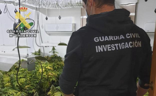 Descubren dos invernaderos caseros de marihuana en Santa Fe e Iznalloz