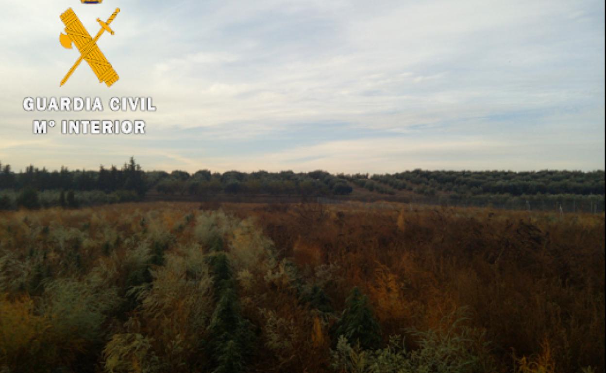 Marihuana entre espárragos en Granada. 