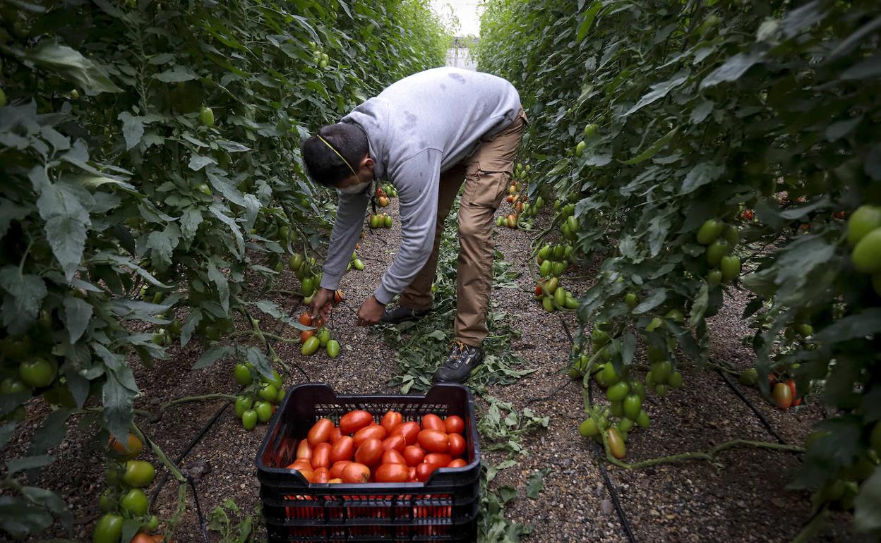 El campo tropieza con otra crisis bajo plástico