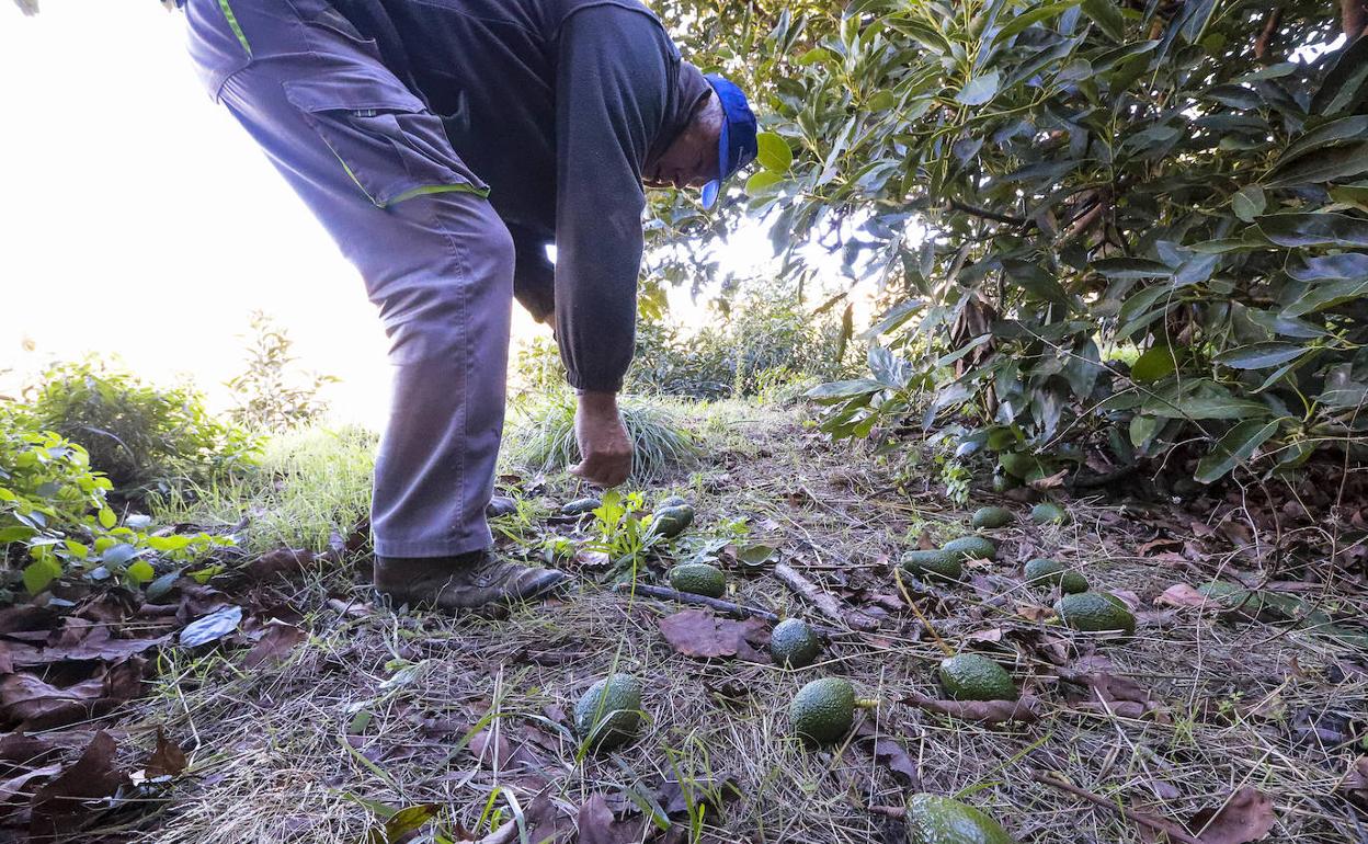 Agricultor recoge los aguacates que ha arrancado el viento este fin de semana.