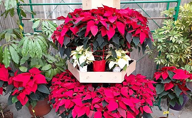 Viveros Taboada, las mejores plantas para llevar la Navidad a casa