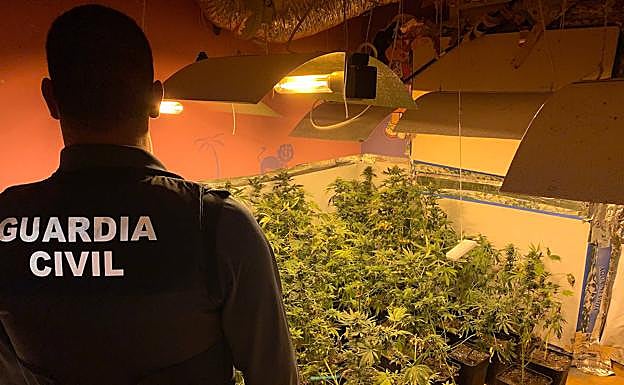 Golpe a la maría en Fuente Vaqueros: descubiertos nueve invernaderos y 14 personas investigadas. 
