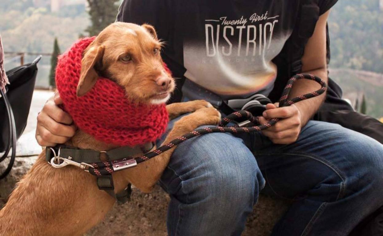 Brenda, que fue rescatada en 2014 por la Asociación Peludísimos Granada. 
