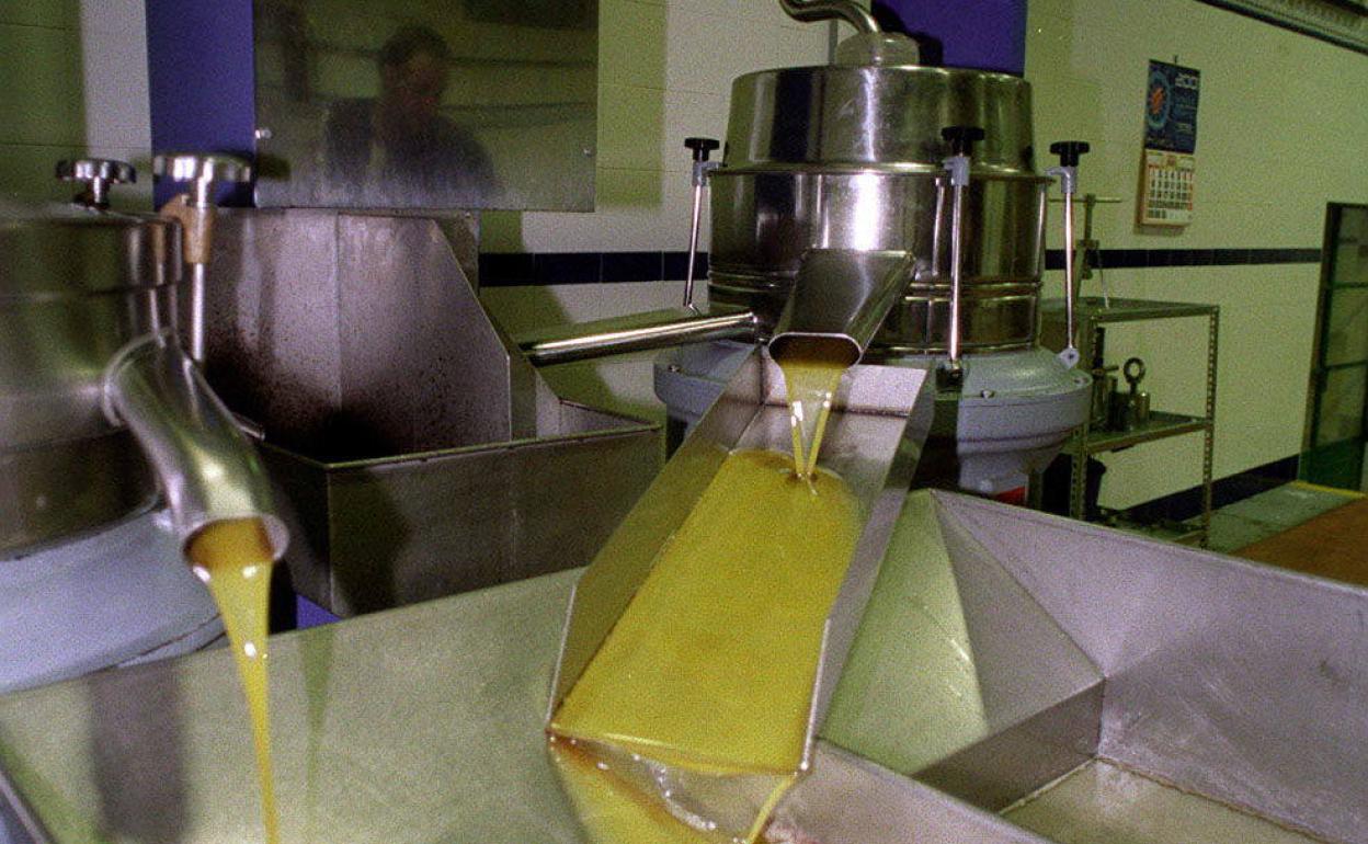 Chorros de aceite de oliva en una almazara de la provincia. 