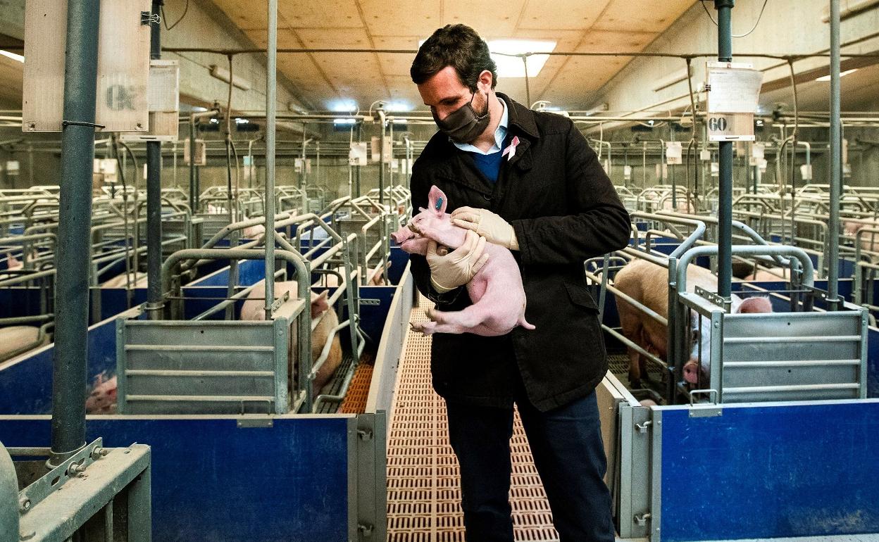 Casado durante su visita este jueves la Granja Vilalta, en la provincia de Lleida.