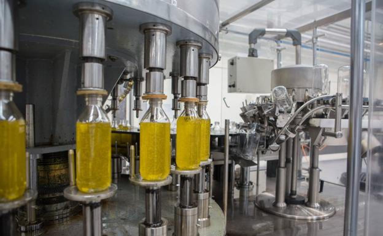 Proceso de envasado de aceite de olivar en botellas.