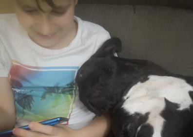 Imagen secundaria 1 - Perro desaparecido | La búsqueda de Vini, el bulldog perdido que «tiene que volver a casa»