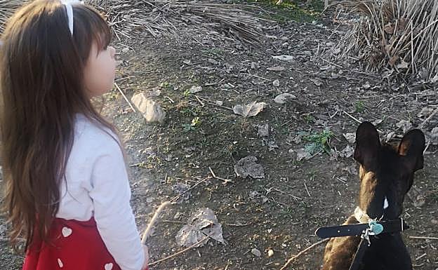 Imagen principal - Perro desaparecido | La búsqueda de Vini, el bulldog perdido que «tiene que volver a casa»