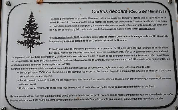 Inscripción sobre el tronco en el Paseo del Salón, una especie de epitafio para el cedro. 