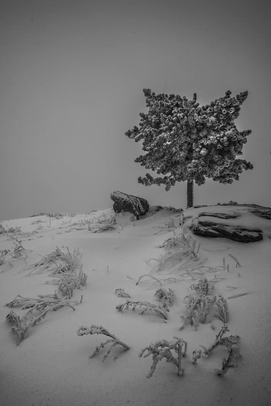 Un pino entre la ventisca. La niebla abrió justo un momento y se pudo ver nitidamente. La imagen está tomada en Jéres del Marquesado, a unos 2000 metros de altitud. 