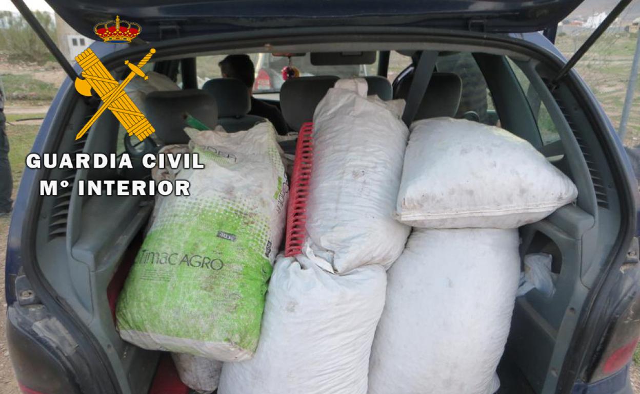 Aceituna recuperada por los agentes de la Guardia Civil. 