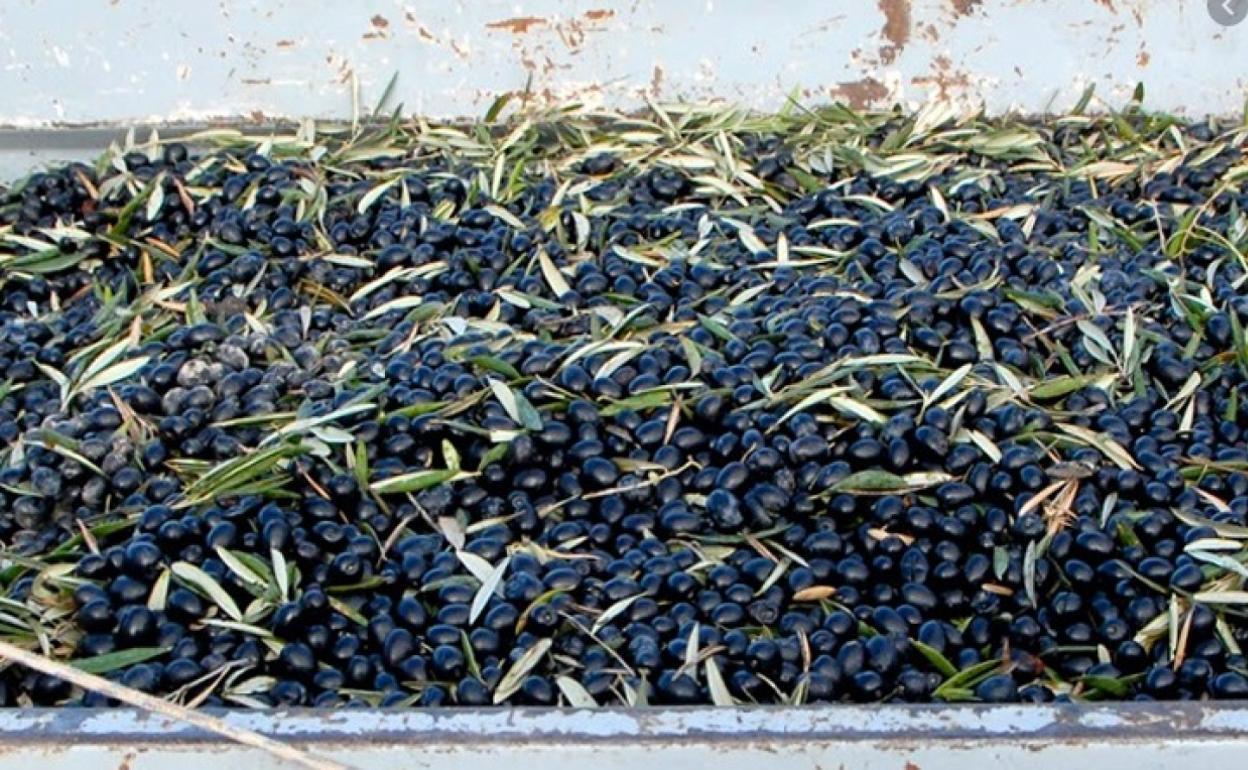 Cuatro delincuentes de Rumanía roban 10 toneladas de aceituna en la provincia de Granada