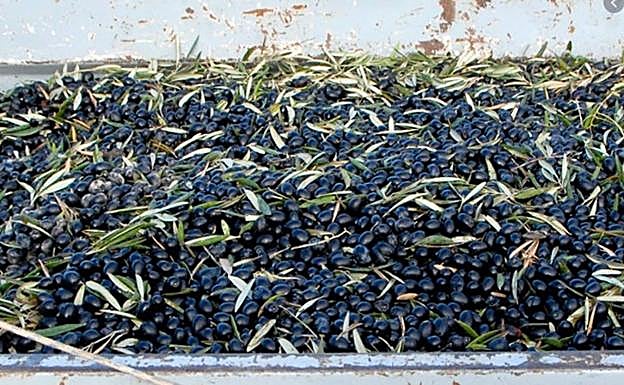 Cuatro delincuentes de Rumanía roban 10 toneladas de aceituna en la provincia de Granada