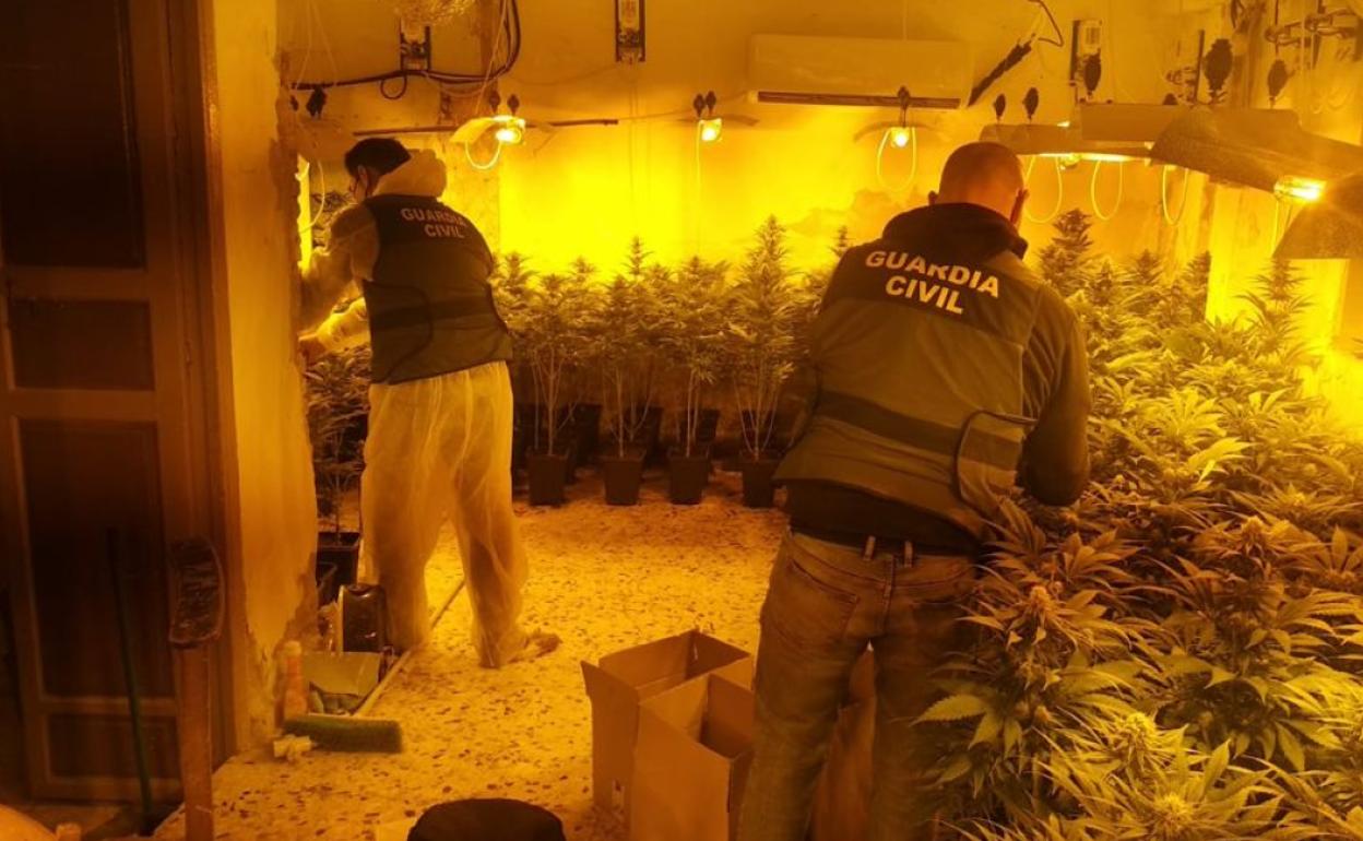 Droga en Granada | Descubren grandes invernaderos de marihuana en dos casas de Cogollos Vega con 1.390 plantas