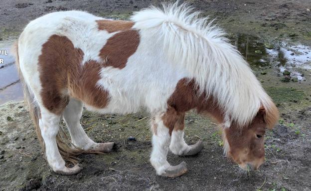 Investigado en Motril por maltratar a un poni al que llevaba un año sin cortar los cascos de las patas